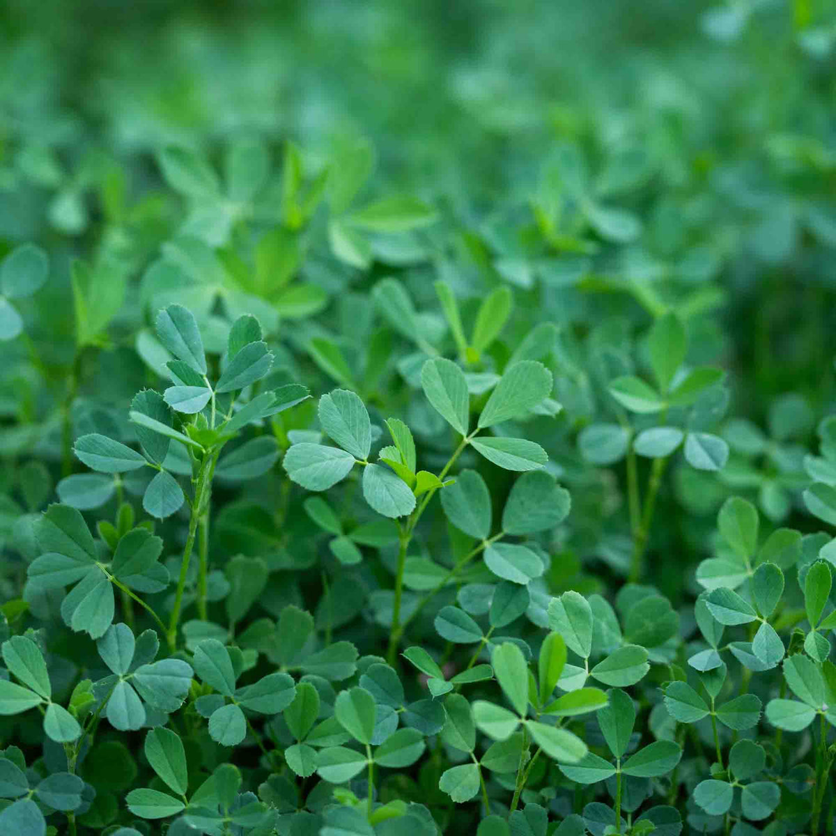 B-Mix - Ground Cover