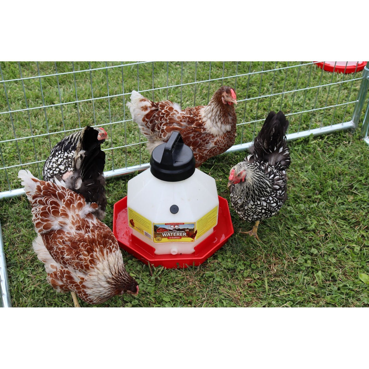 Abreuvoir pour volaille en plastique, 3 gallons - Little Giant