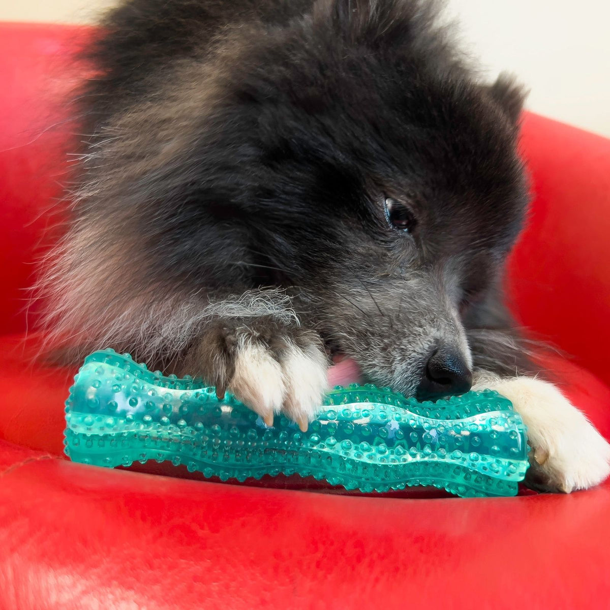 KONG Dental Squeezz Stick, Dental Stick for Dogs - KONG