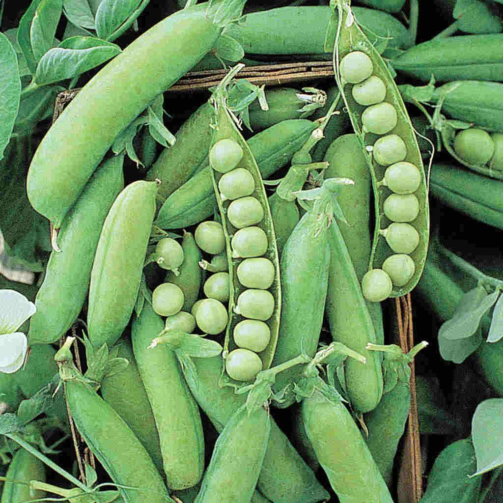 Alaska Peas