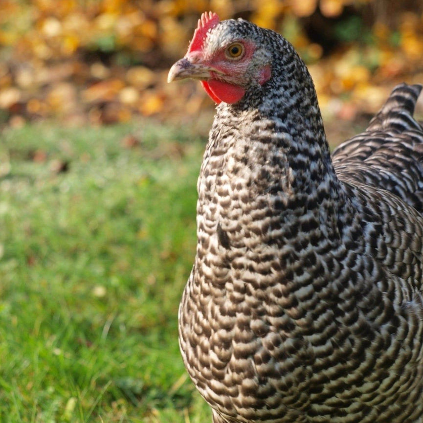 Plymouth Rock 17-20 Weeks - Group Stage 2026