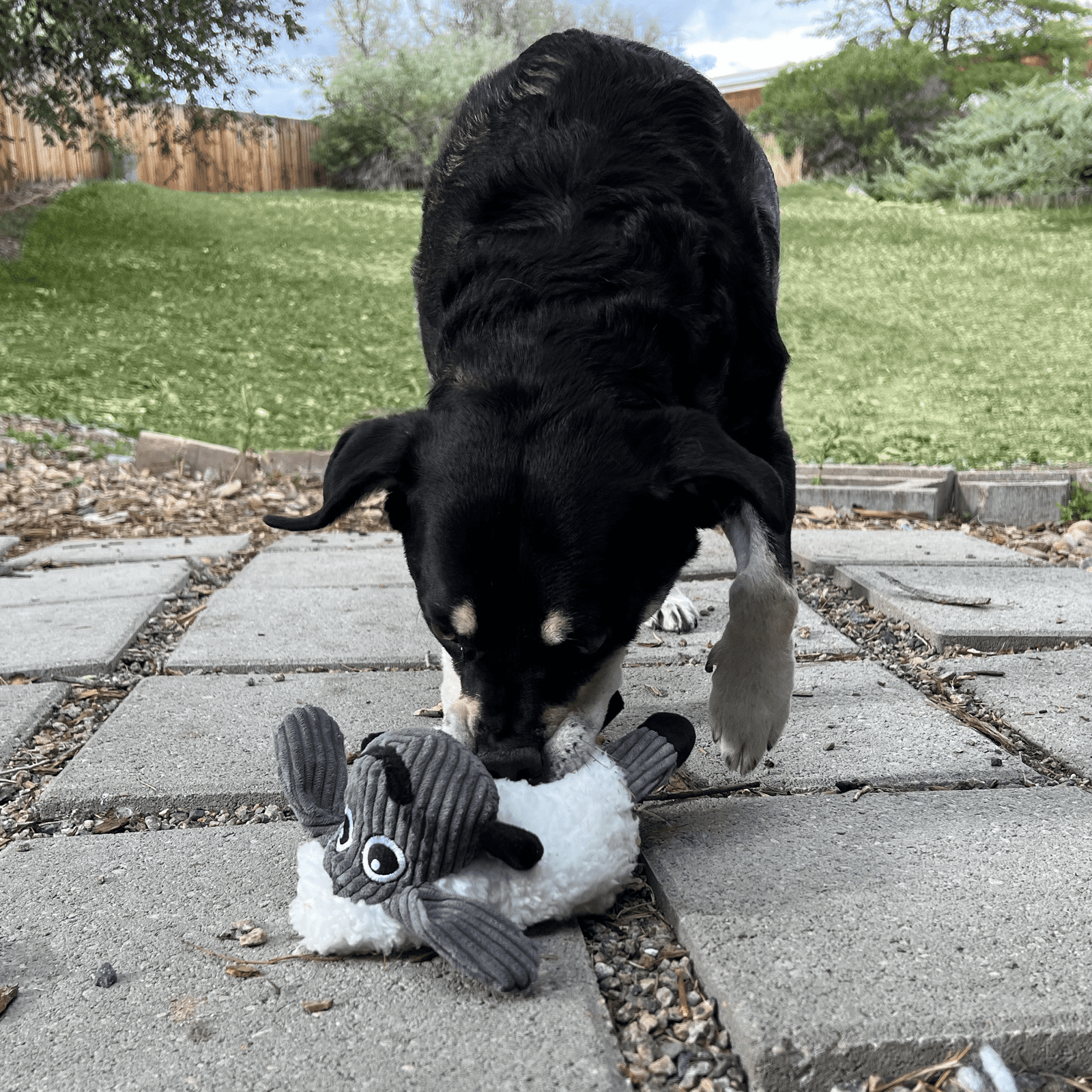 KONG Sherps Floofs, mouton en peluche pour chien - KONG