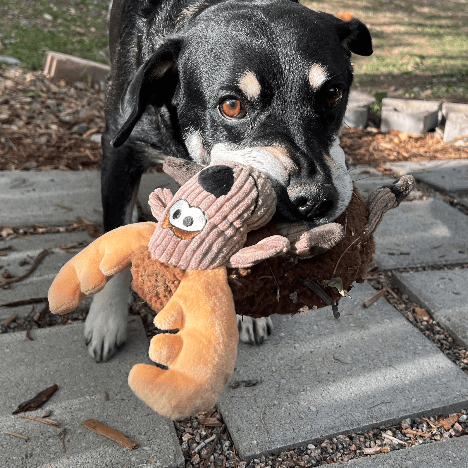 KONG Sherps Floofs, Plush Moose for Dogs - KONG