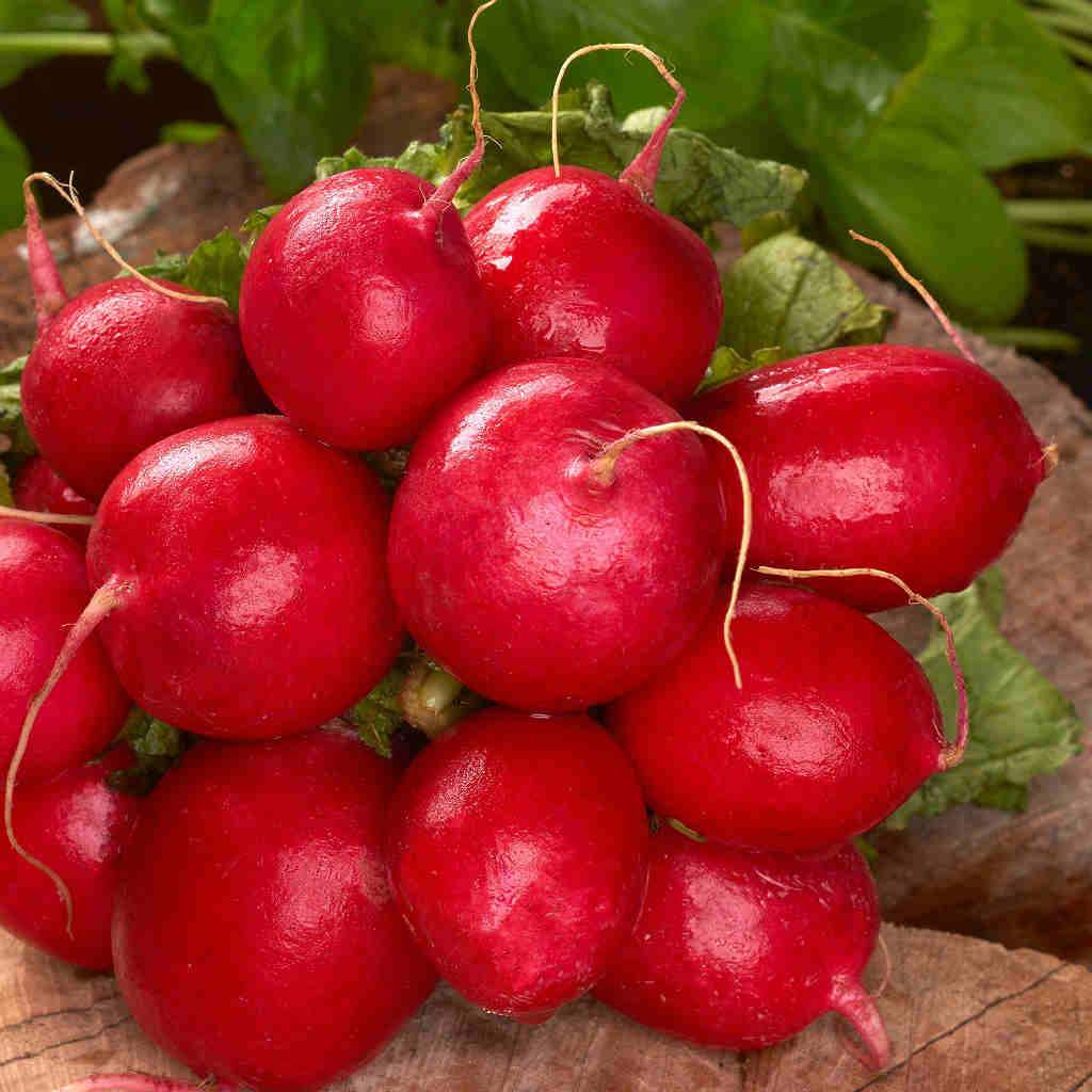 Cherry Belle Radish - Organic