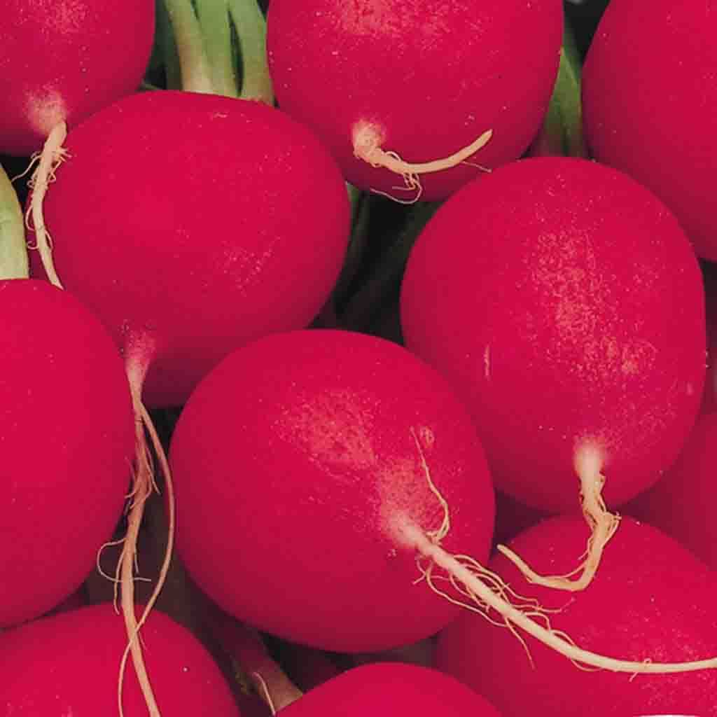 Crimson Giant Champion Radish