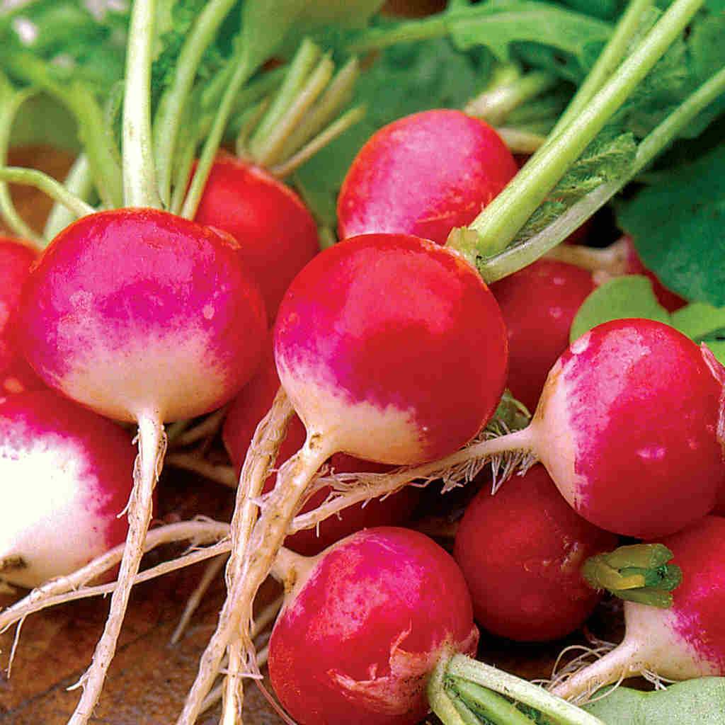 Radish Sparkler White Tip - Organic
