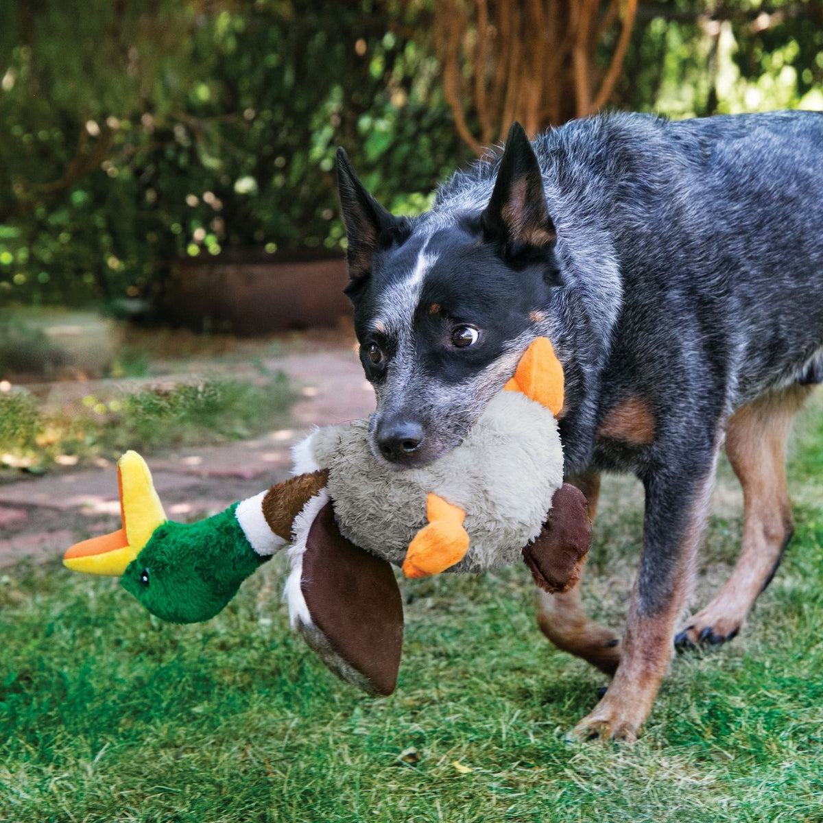 KONG HONKERS DUCK, canard Shakers Honkers pour chien - KONG