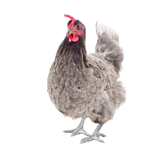 Silver Sasso - 2026 Pool Days