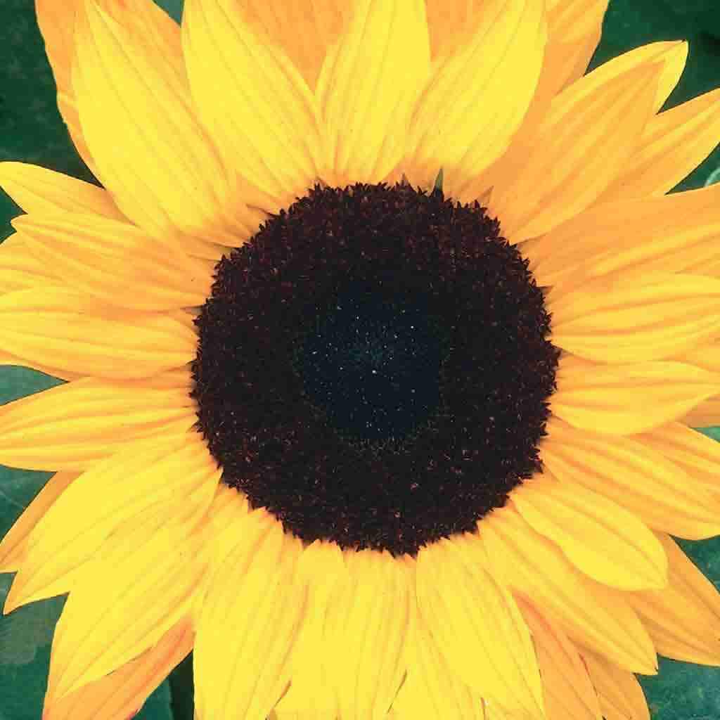 Giant Sunflower - Organic