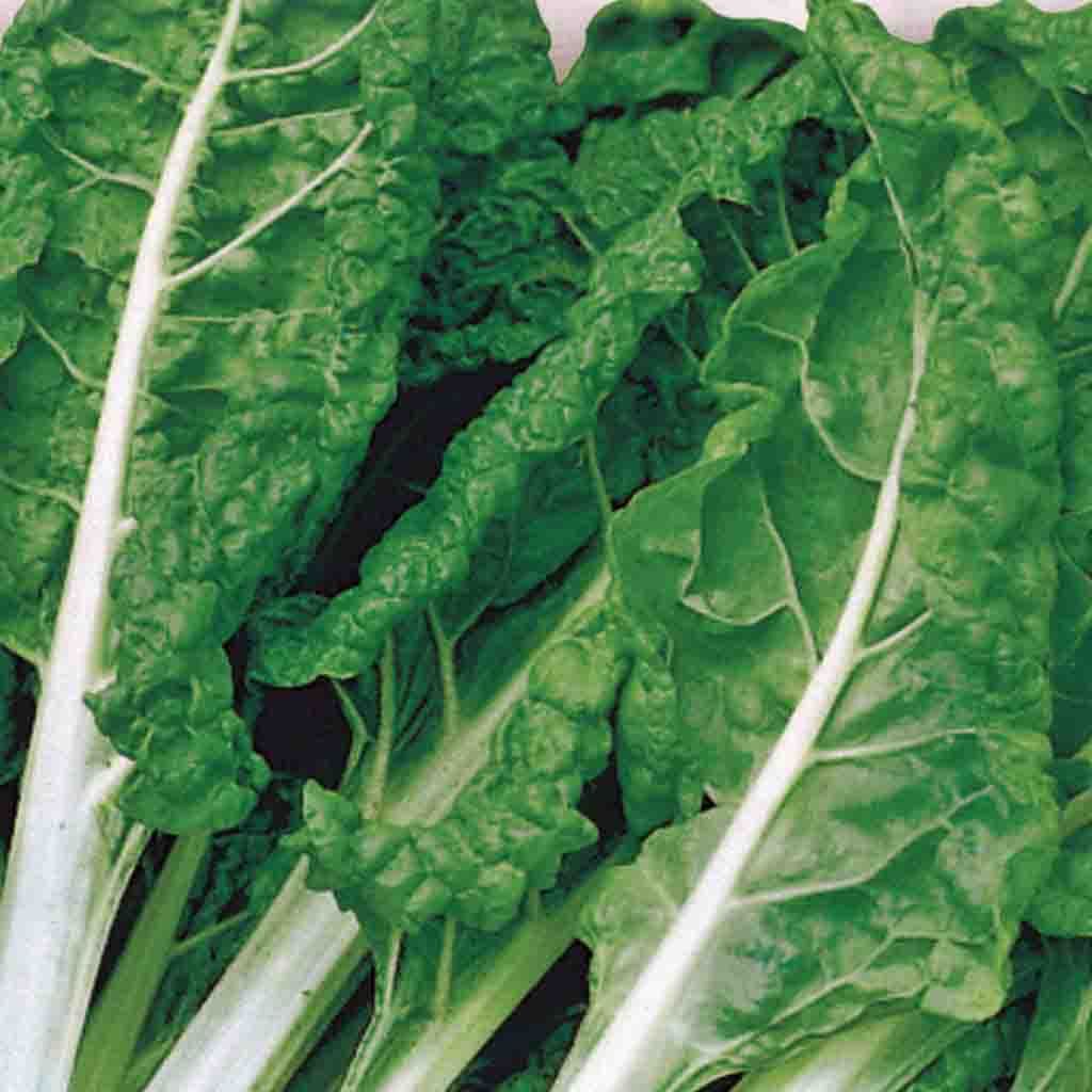 Fordhook Giant Swiss Chard - Organic