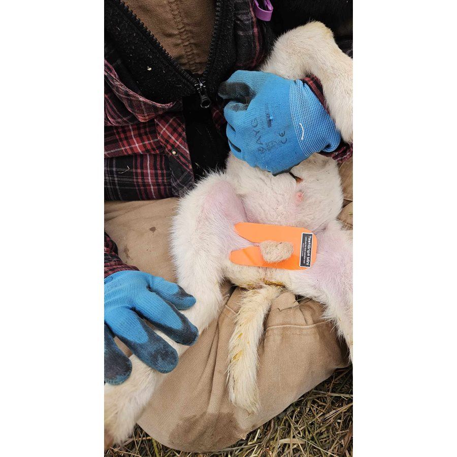 TestiGrip - Mini Castration Guide (Lamb) 