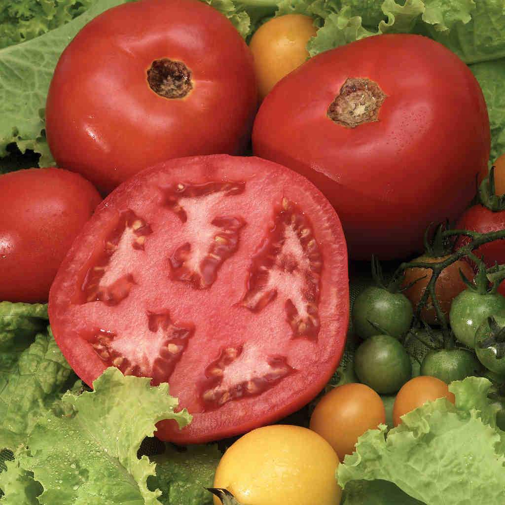 Dwarf Beefsteak Tomato