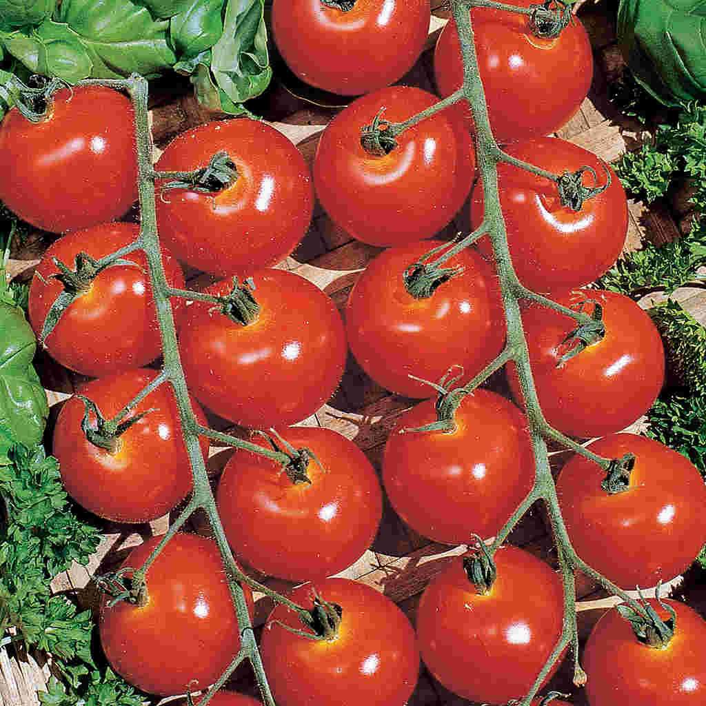 Sweetie Tomato - Organic