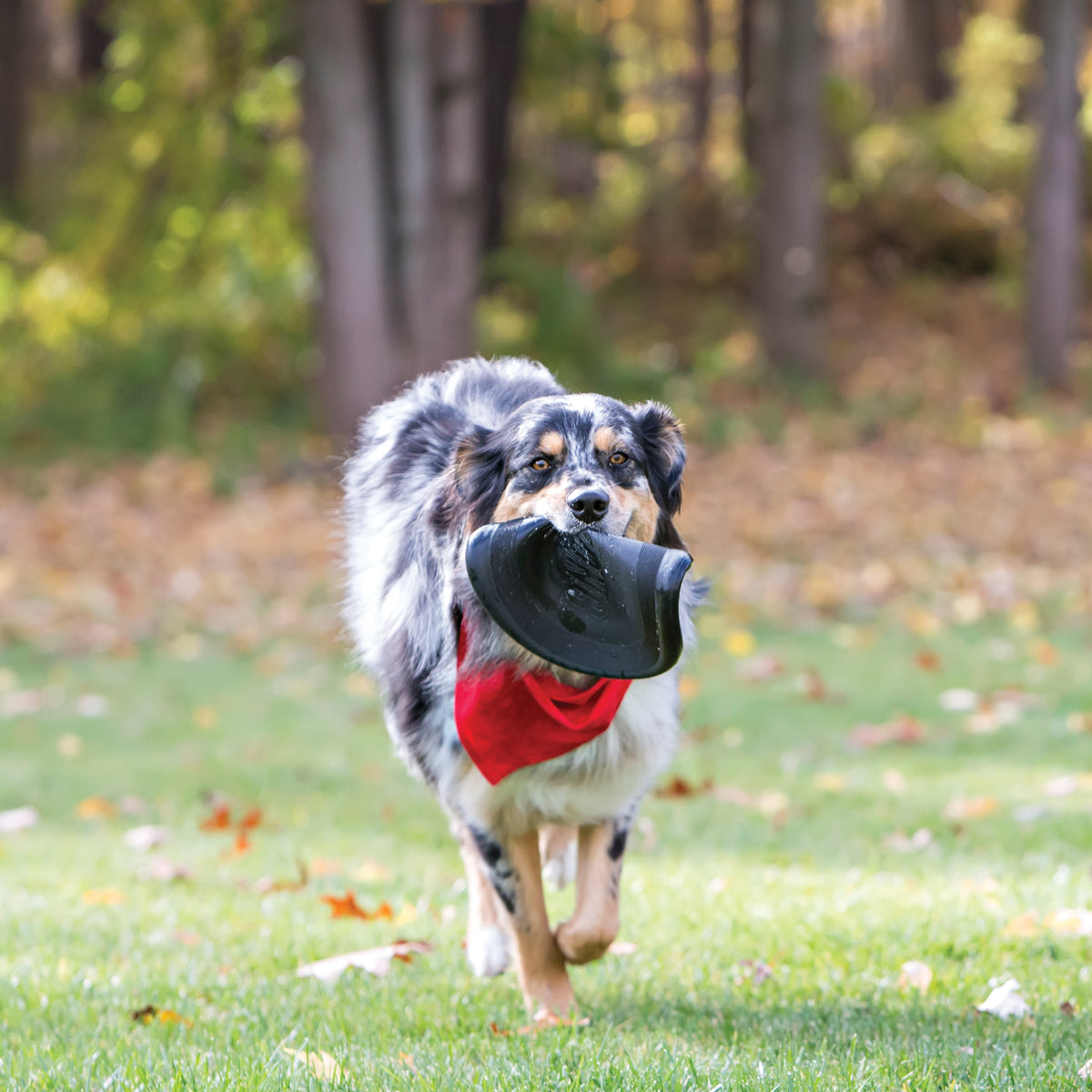 KONG Extreme Flyer, grand frisbee souple pour chien - KONG