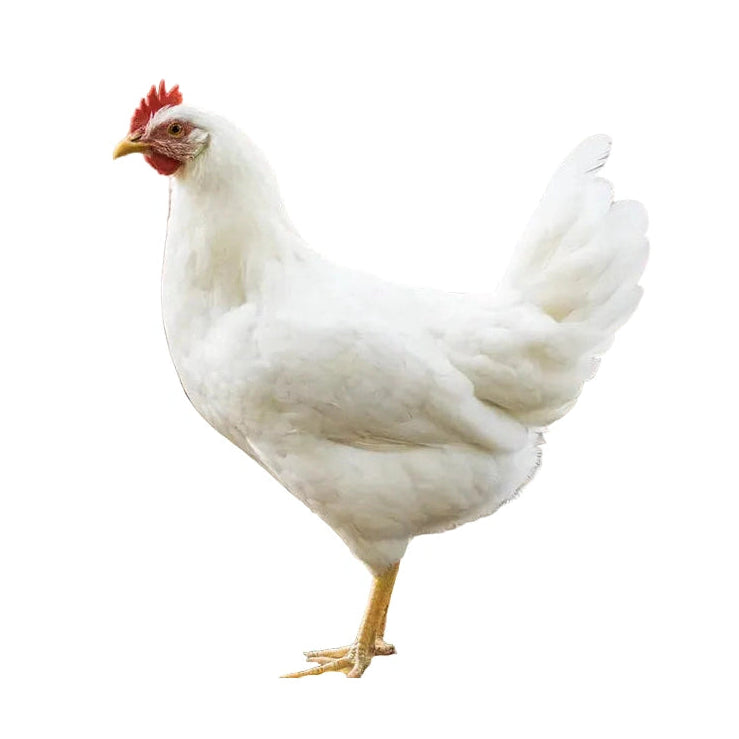 Leghorn 17-20 Weeks - Chicken Day 2026