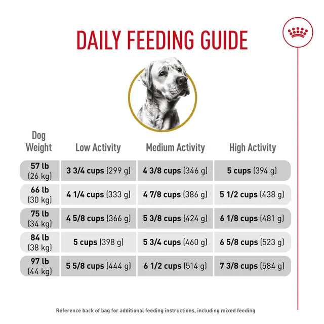 Croquettes chien Labrador adulte 5 lb - Royal Canin
