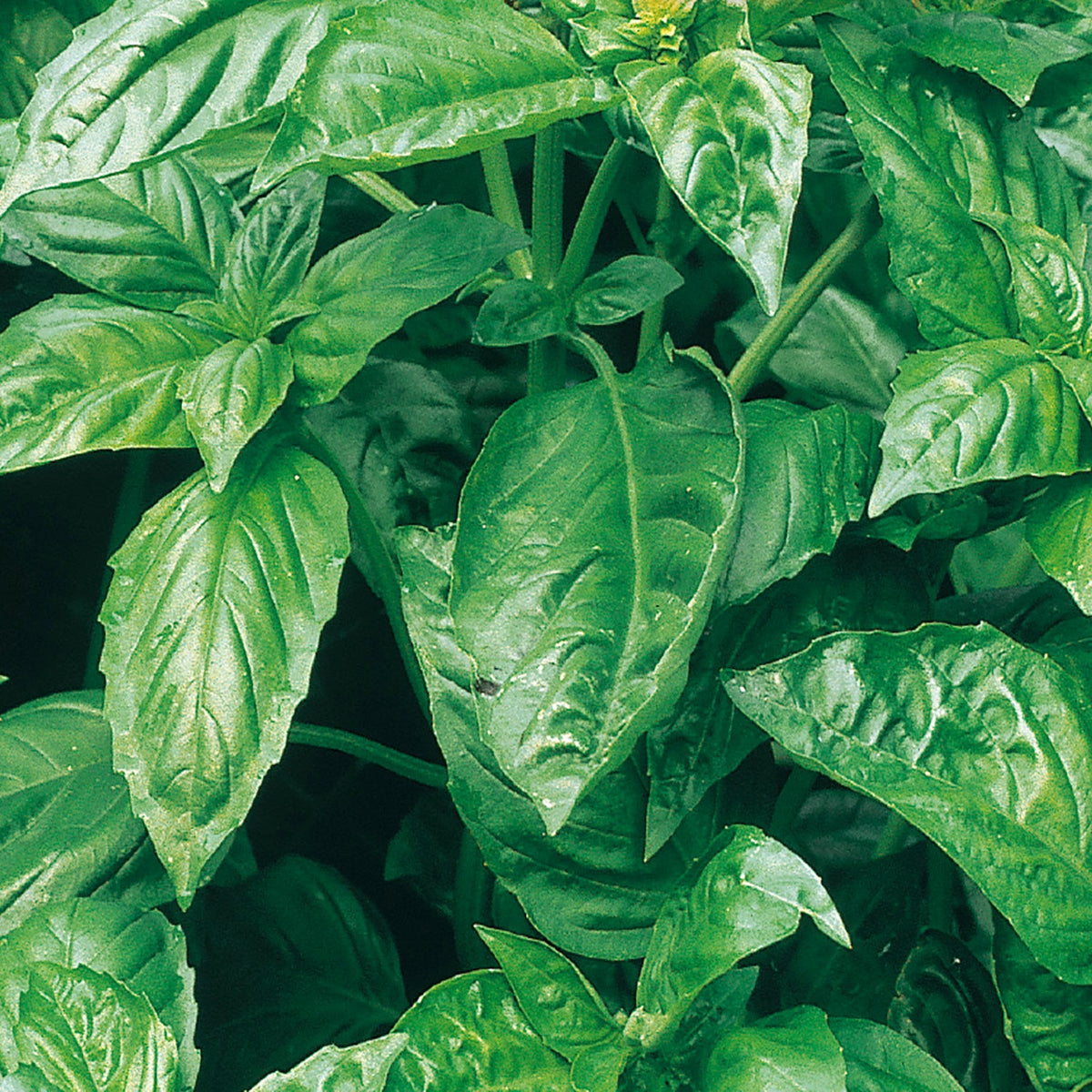 Basil Cinnamon - Organic