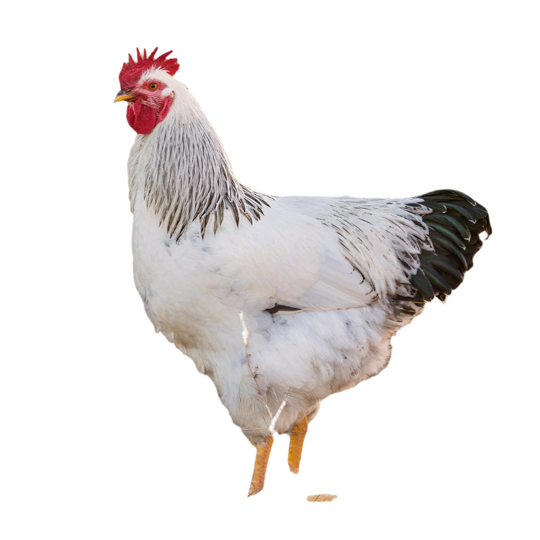 Colombian Rock - Chicken Days 2026