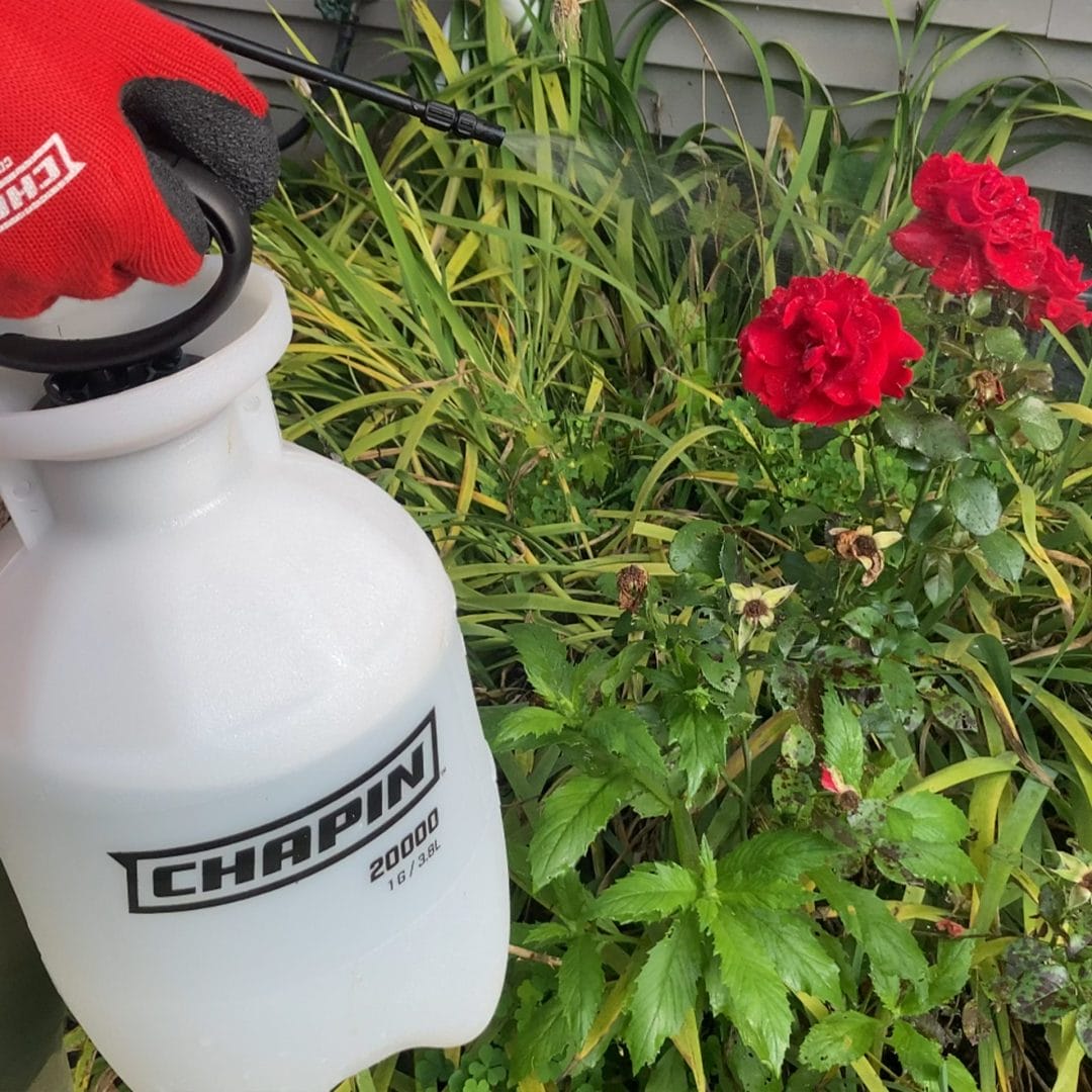 Chapin® 20000 1-Gallon Hand Sprayer for Lawn and Garden 