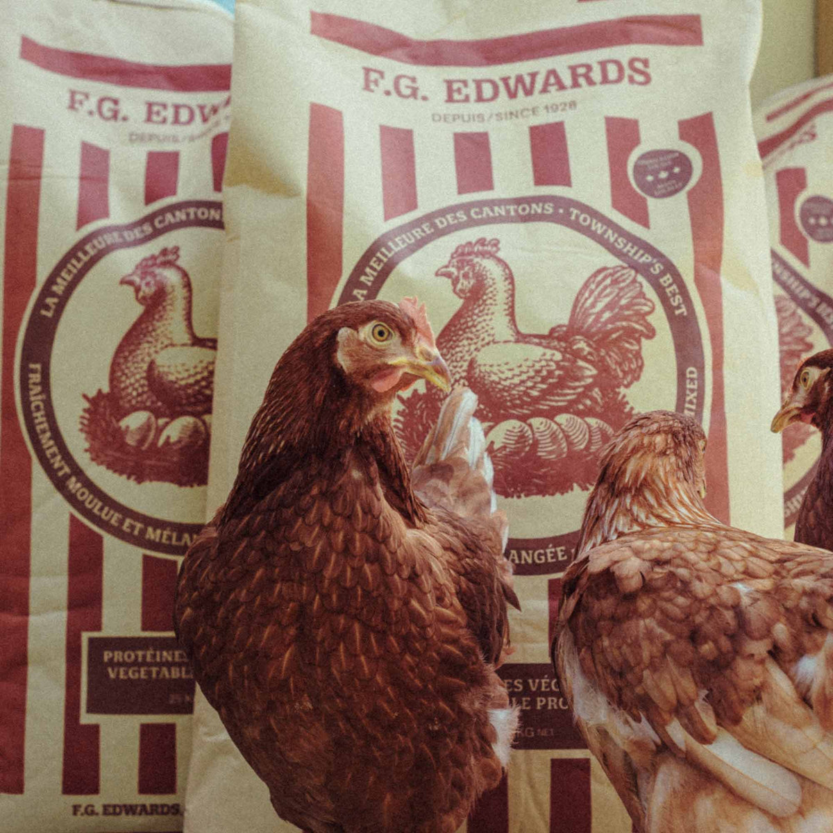 Une poule dévant un sac de moulée ponte