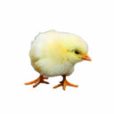 Coq à chair 1 jour