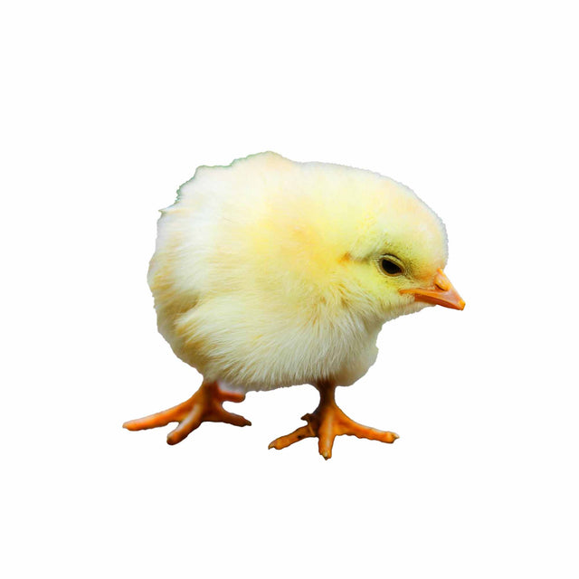 Male broiler chick - 1 day - 2026 Season