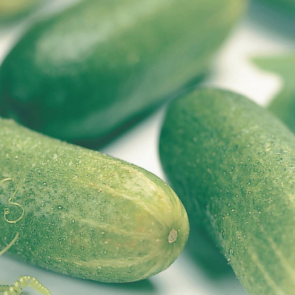 Cucumber Muncher - Organic