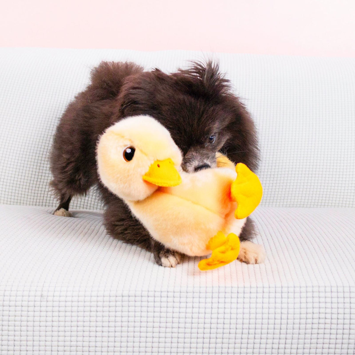 KONG Toughz Duck joeut pour chiens