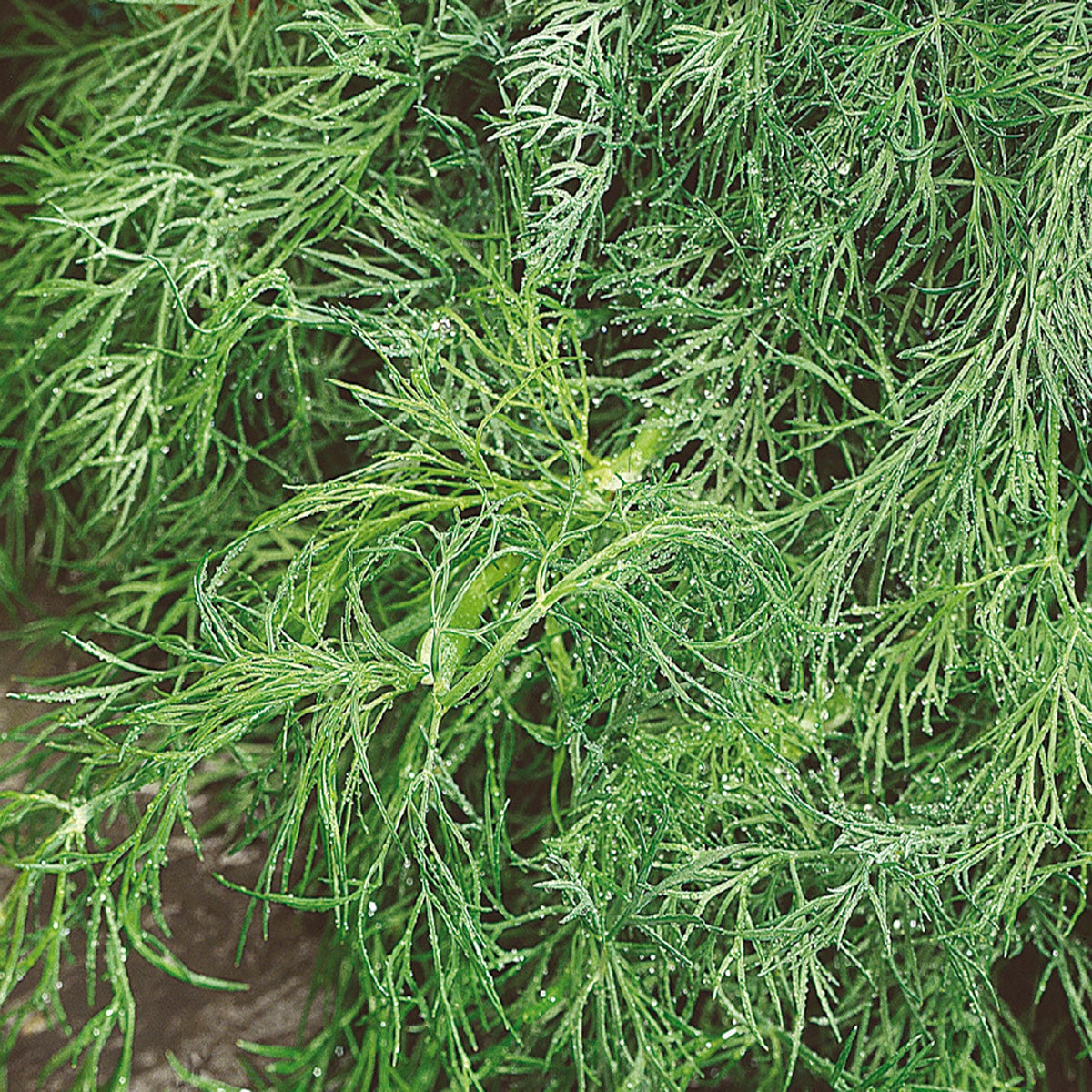 Fern-leaved Dill