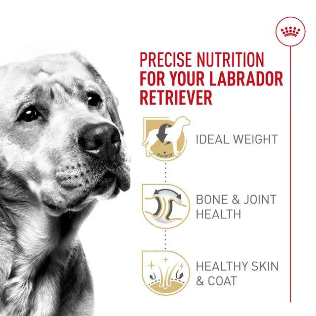 Croquettes chien Labrador adulte 5 lb - Royal Canin