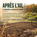Planche de jardin fraîchement récoltée après l'ail, prête à recevoir l'engrais vert TERRAIN AUTOMNE