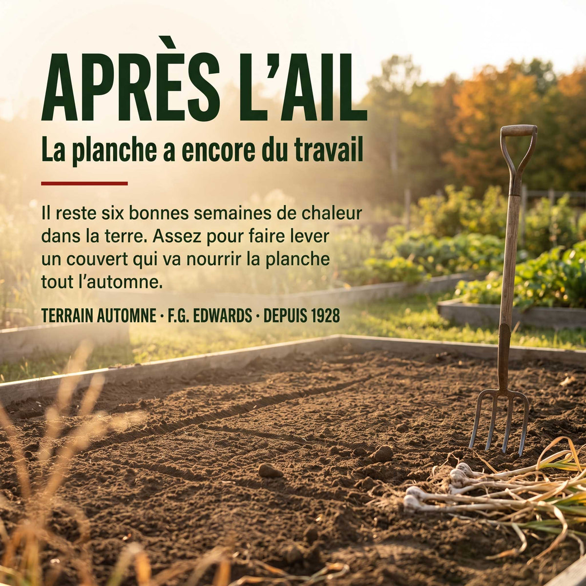 Planche de jardin fraîchement récoltée après l'ail, prête à recevoir l'engrais vert TERRAIN AUTOMNE