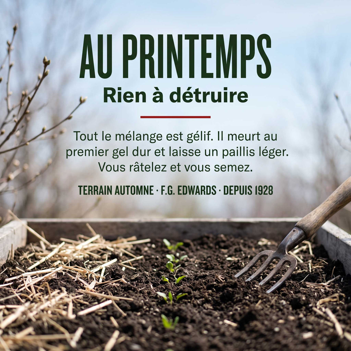 Plate-bande au printemps avec le paillis hivernal de TERRAIN AUTOMNE décomposé, sans travail de destruction nécessaire