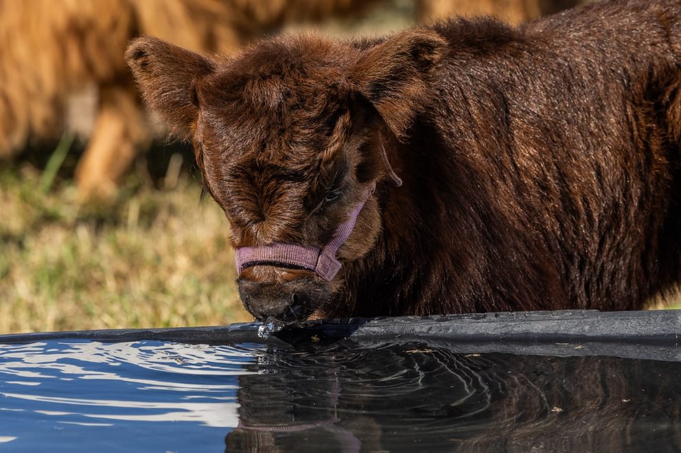 Behlen Country - 300 Gallon Rigid Poly Stock Tank