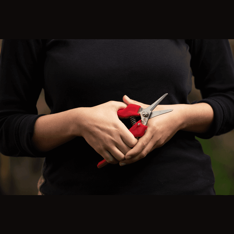 FELCO 310 - Cisaille pour vendanges, coupe fleur et fruits