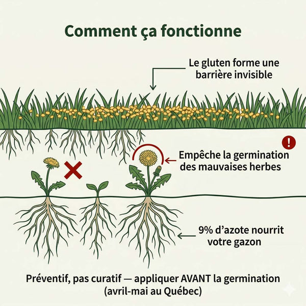 Gluten de maïs 25 kg | Anti-mauvaises herbes naturel et engrais à pelouse