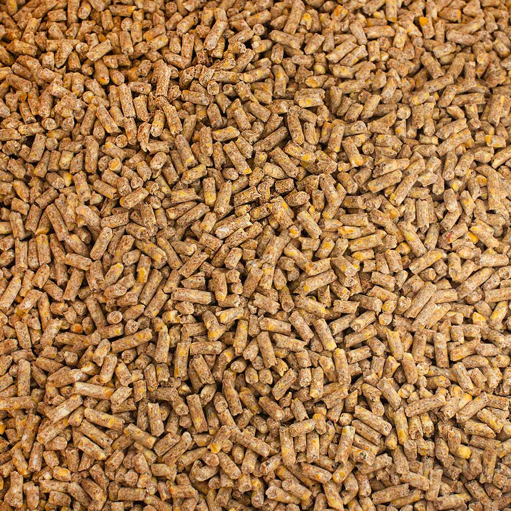 Nos cubes de moulée pour poules pondeuses