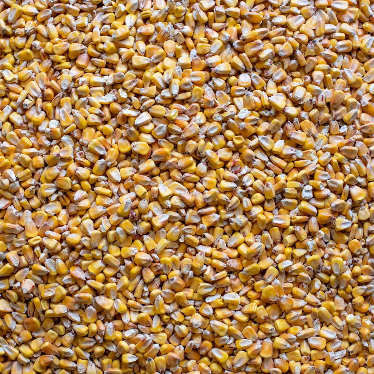 Maïs entier 25 kg - F.G. Edwards