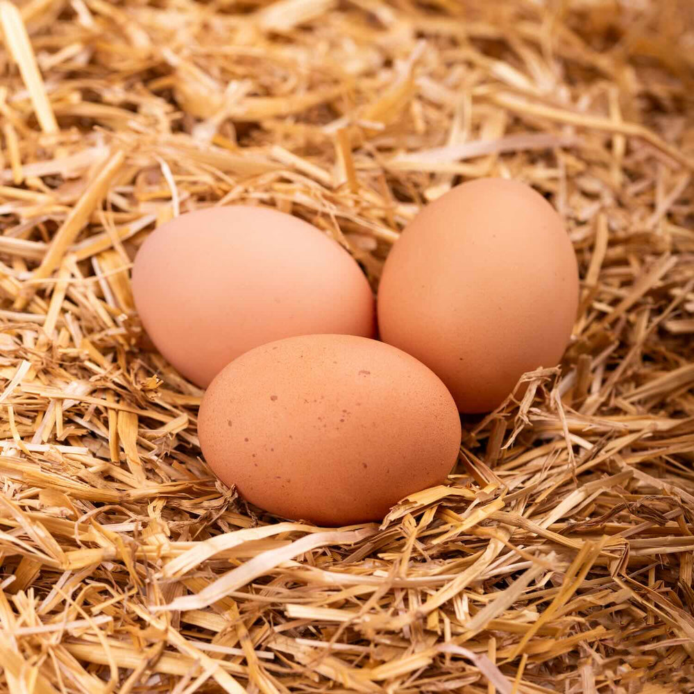 3 oeufs dans un nichoir