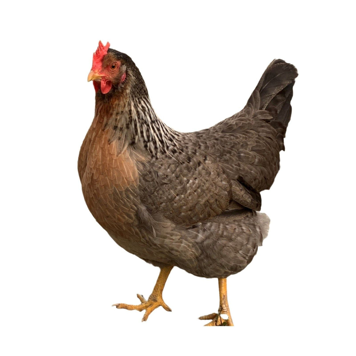 Olive Egger 17-20 Semaines - journée poules 2026