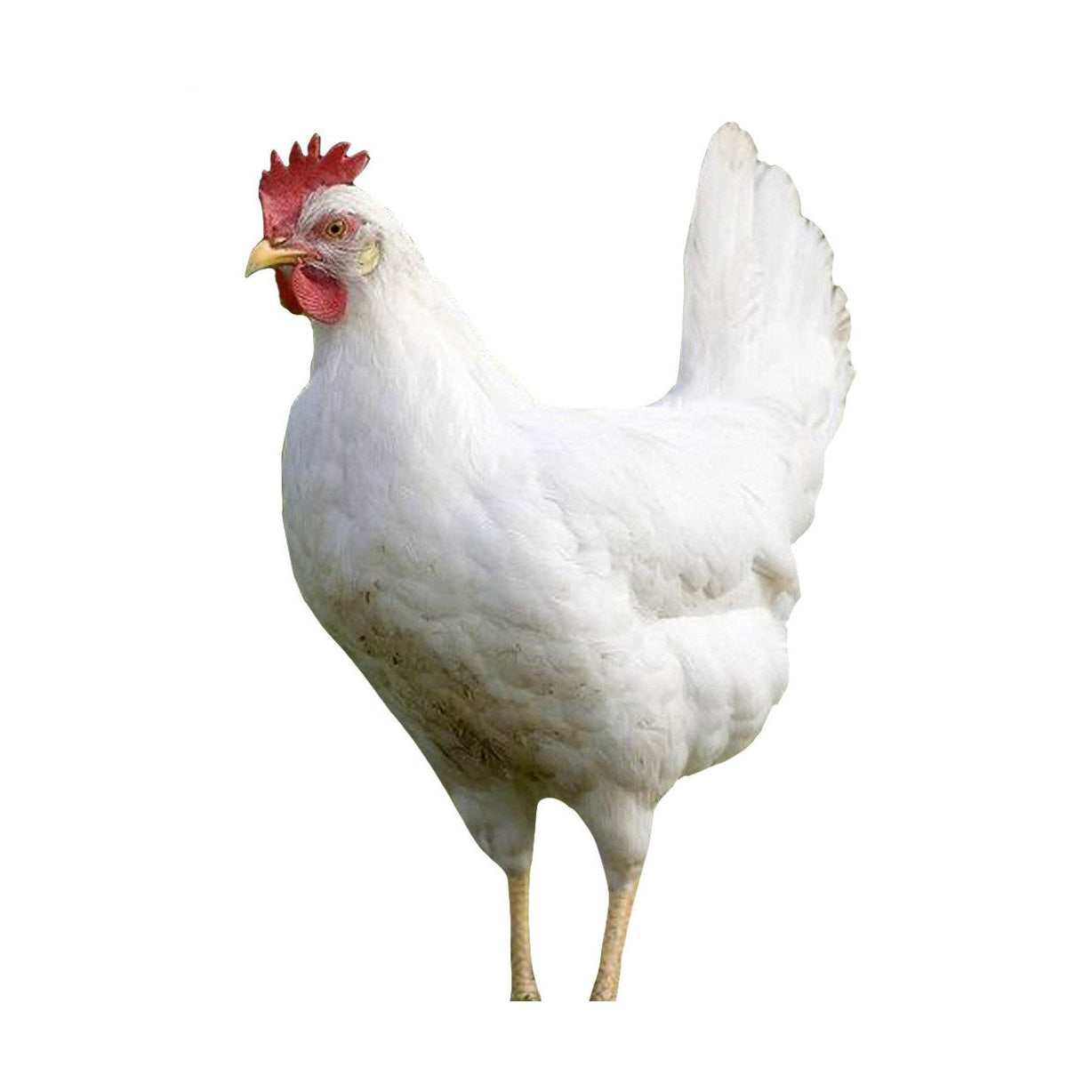 Azure Blue - Chicken Days 2026