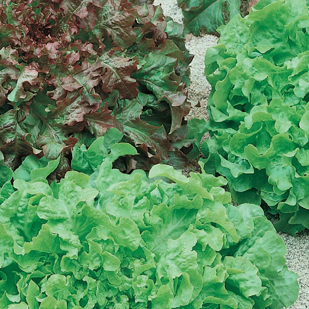 Laitue Salad Bowl - Bio