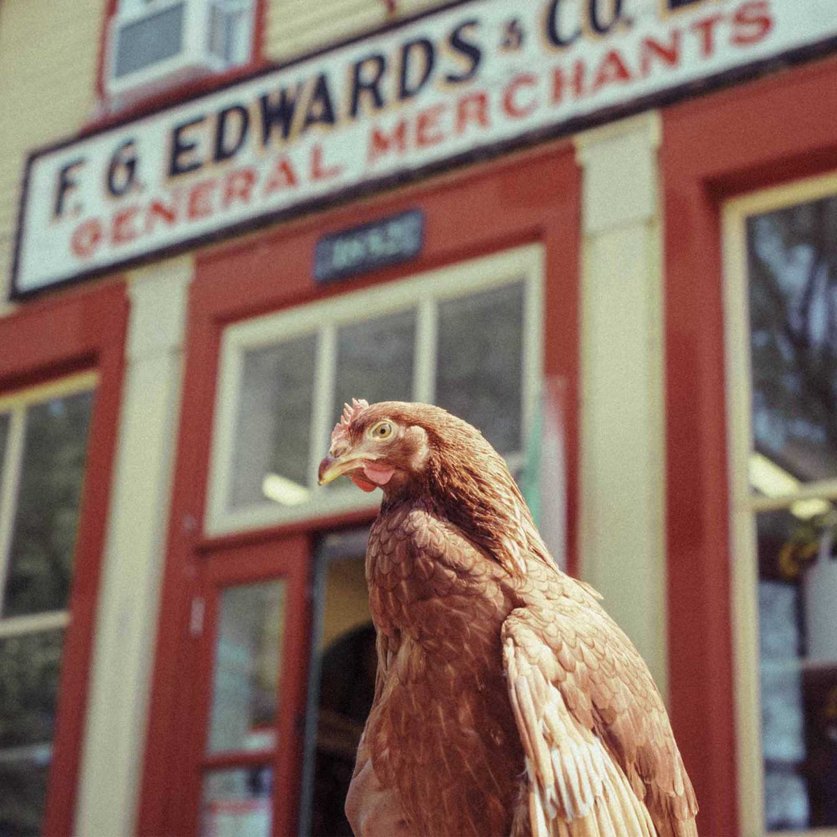 Lohmann Brune 17-20 Semaines - journées poules 2026