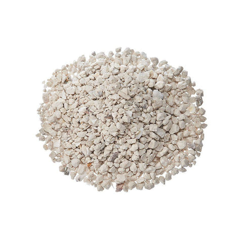 Oyster Shell 