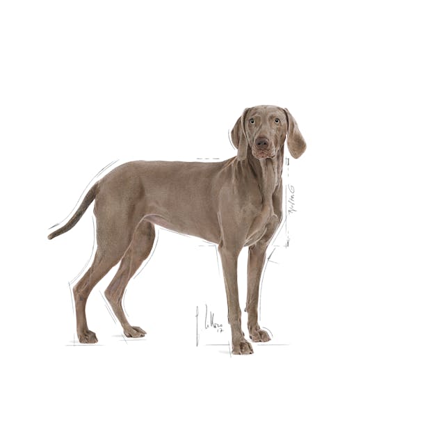 Croquettes grande race soin peau sensible - Royal Canin