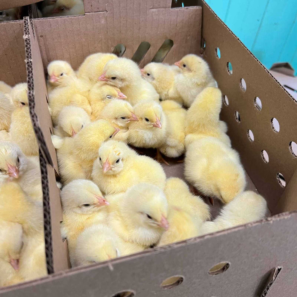 Coq à chair 1 jour