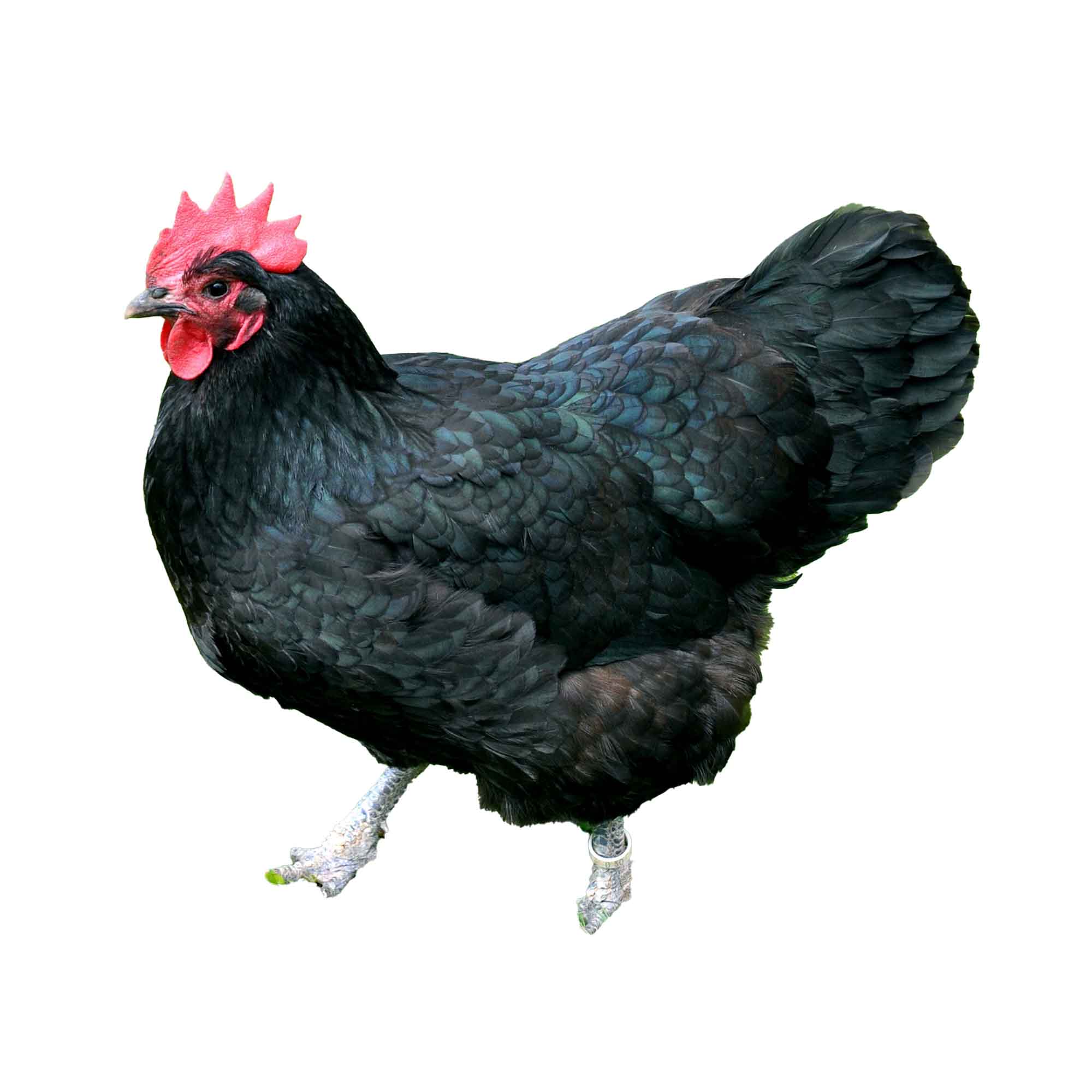 Black Bovan Hen 17-20 Weeks