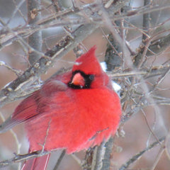 Cardinaux