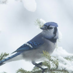 Geais bleus