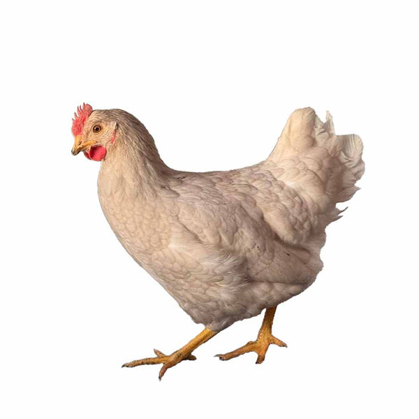 Olive Egger 17-20 Semaines - journée poules 2026